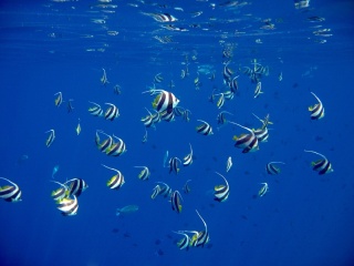 Die Unterwasserwelt der Malediven ist ein fischreiches Paradies für Taucher