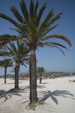 Blick auf den Sandstrand mit Palmen in Can Picafort